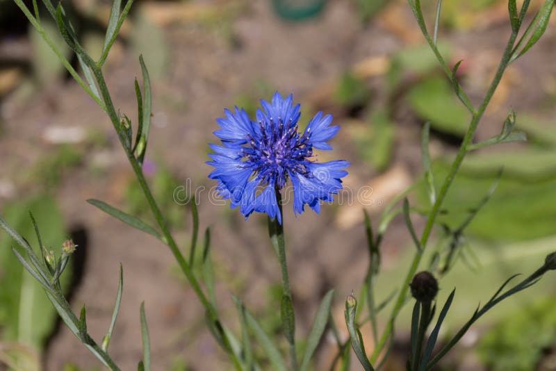 Μπλε cornflower στον κήπο στοκ εικόνες με δικαίωμα ελεύθερης χρήσης Μπλε cornflower στον κήπο στοκ εικόνες με δικαίωμα ελεύθερης χρήσης