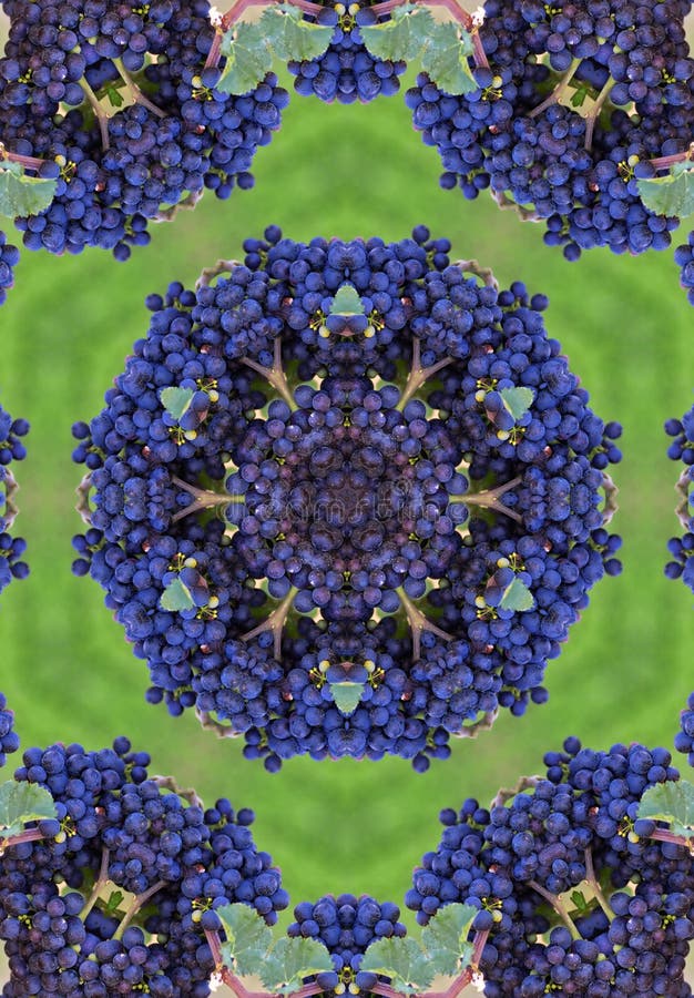 μπλε mandala winegrapes απεικόνιση αποθεμάτων