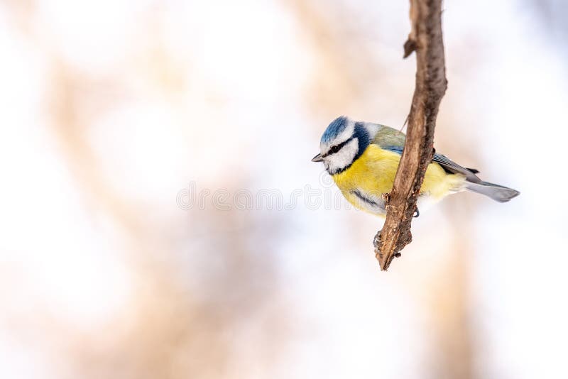 Μπλε Parus tit στον κλάδο δέντρων στοκ φωτογραφία Μπλε Parus tit στον κλάδο δέντρων στοκ φωτογραφία