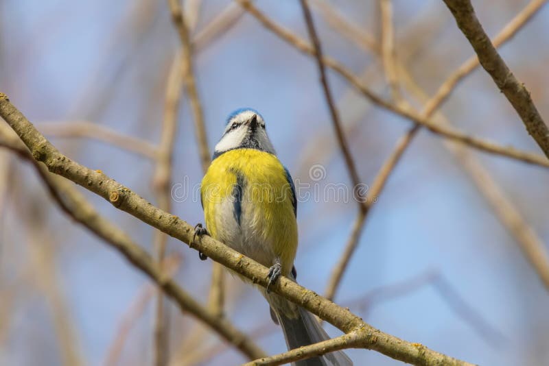 Μπλε tit στον κλάδο, ευρασιατικό μπλε tit, caeruleus Cyanistes χαριτωμένο λίγο πουλί στοκ εικόνες Μπλε tit στον κλάδο, ευρασιατικό μπλε tit, caeruleus Cyanistes χαριτωμένο λίγο πουλί στοκ εικόνες