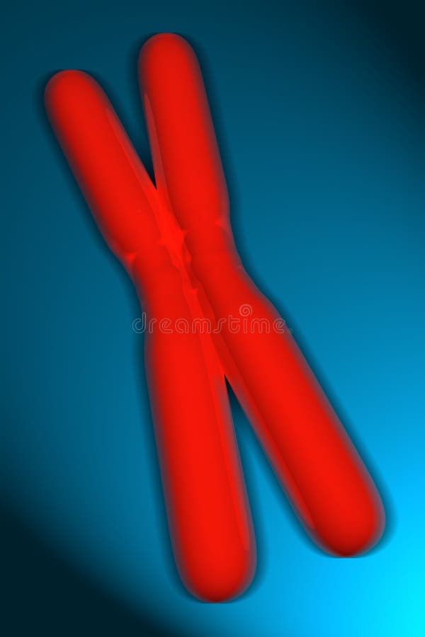 Chromosome illustration, 3D digital rendering. Chromosome illustration, 3D digital rendering.