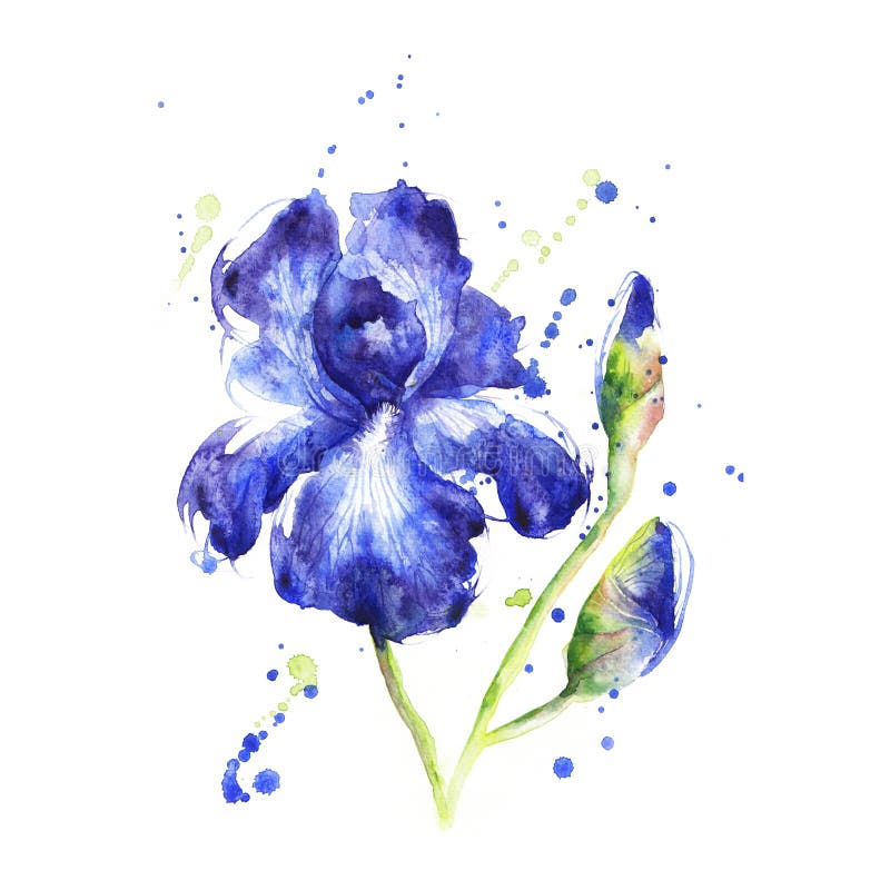 Μπλε ίριδα Watercolor απεικόνιση αποθεμάτων