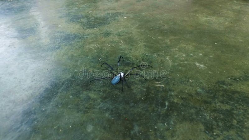 Μπλε αράχνη που σέρνεται στο πάτωμα