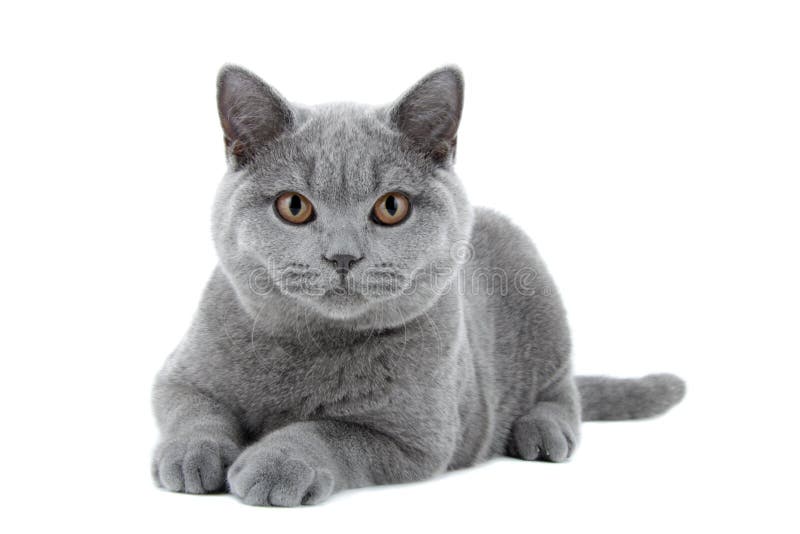 μπλε βρετανική γάτα shorthair στοκ εικόνες