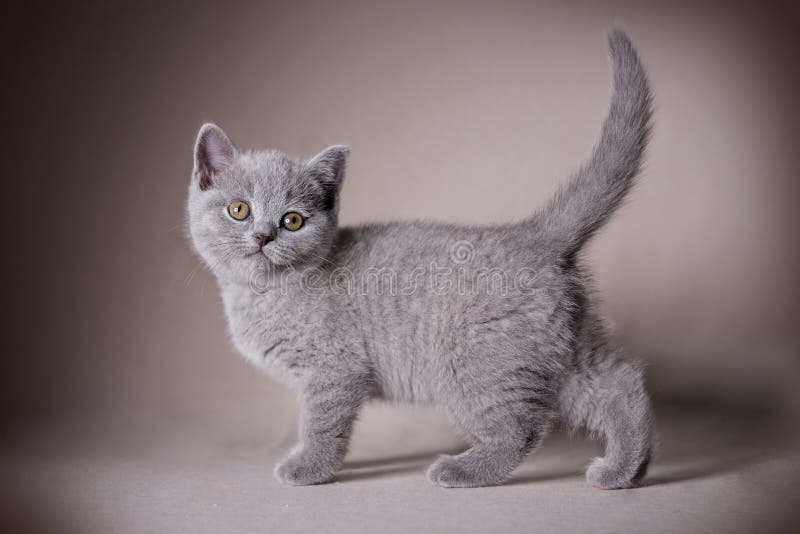 μπλε βρετανικό shorair kitten στοκ εικόνες