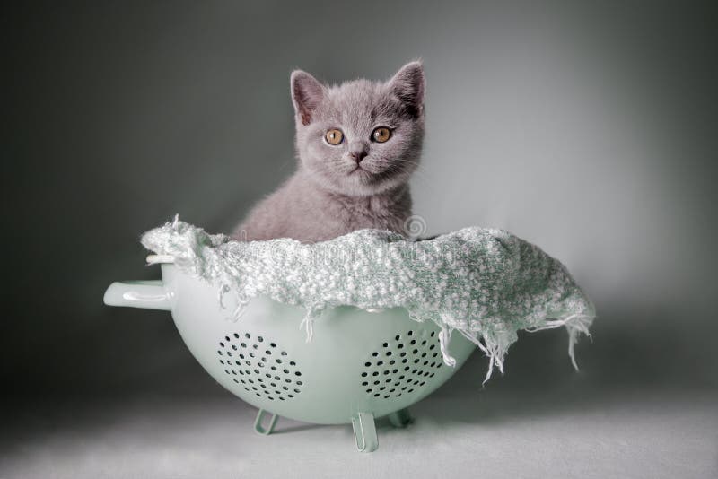 μπλε βρετανικό shorair kitten στοκ εικόνα