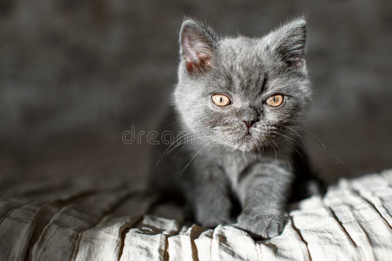 μπλε βρετανικό shorair kitten κρύβεται στοκ εικόνες