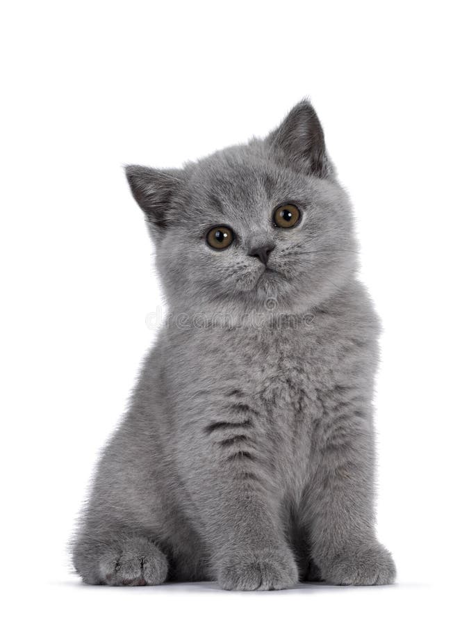 μπλε βρετανικό shorair kitten σε λευκό φόντο στοκ φωτογραφία με δικαίωμα ελεύθερης χρήσης