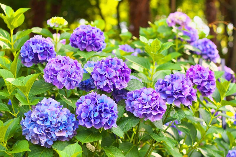 Μπλε και ιώδη λουλούδια hydrangea στοκ φωτογραφίες