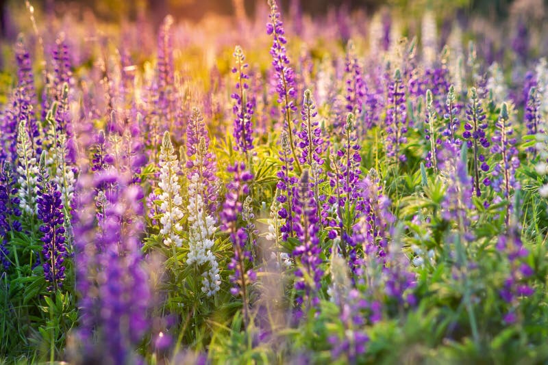 Μπλε και κόκκινα λουλούδια lupine στο ηλιοβασίλεμα r στοκ φωτογραφίες με δικαίωμα ελεύθερης χρήσης Μπλε και κόκκινα λουλούδια lupine στο ηλιοβασίλεμα r στοκ φωτογραφίες με δικαίωμα ελεύθερης χρήσης