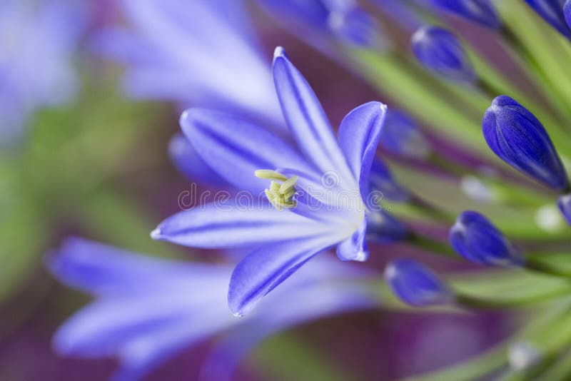 Μπλε λουλούδι Agapanthus στοκ εικόνες με δικαίωμα ελεύθερης χρήσης Μπλε λουλούδι Agapanthus στοκ εικόνες με δικαίωμα ελεύθερης χρήσης