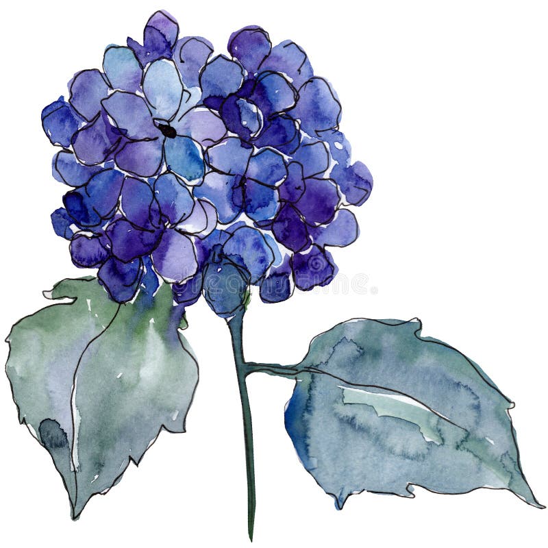 Μπλε λουλούδι Hydrangea με τα πράσινα φύλλα Απομονωμένο στοιχείο απεικόνισης hydrangea καθορισμένο watercolor σχεδίου βάσεων ανασ διανυσματική απεικόνιση Μπλε λουλούδι Hydrangea με τα πράσινα φύλλα Απομονωμένο στοιχείο απεικόνισης hydrangea καθορισμένο watercolor σχεδίου βάσεων ανασ διανυσματική απεικόνιση