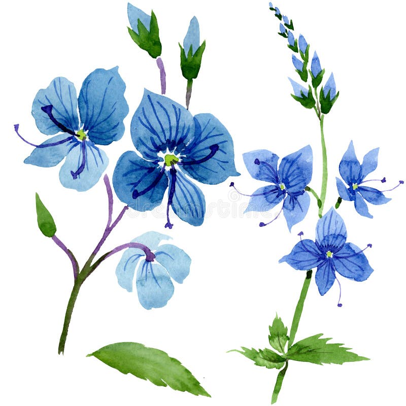 Μπλε λουλούδι της Βερόνικα Watercolor Floral βοτανικό λουλούδι Απομονωμένο στοιχείο απεικόνισης απεικόνιση αποθεμάτων Μπλε λουλούδι της Βερόνικα Watercolor Floral βοτανικό λουλούδι Απομονωμένο στοιχείο απεικόνισης απεικόνιση αποθεμάτων