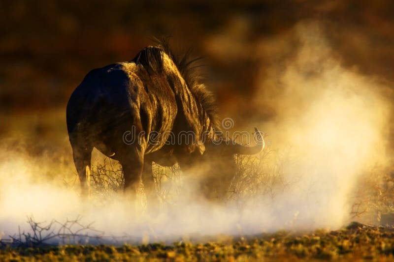 μπλε πιό wildebeest στοκ φωτογραφίες μπλε πιό wildebeest στοκ φωτογραφίες
