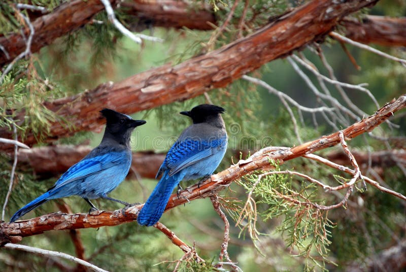 2 blue birds in a tree, in Mammoth Mountain CA. 2 blue birds in a tree, in Mammoth Mountain CA