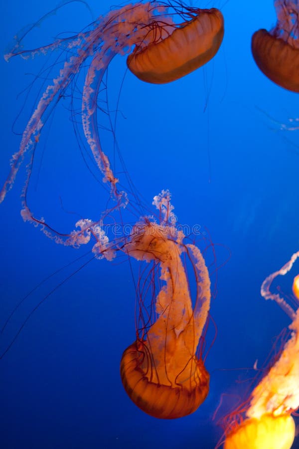 μπλε φωτεινό jellyfish ανασκόπησης πολλαπλάσιο πορτοκάλι στοκ εικόνα με δικαίωμα ελεύθερης χρήσης