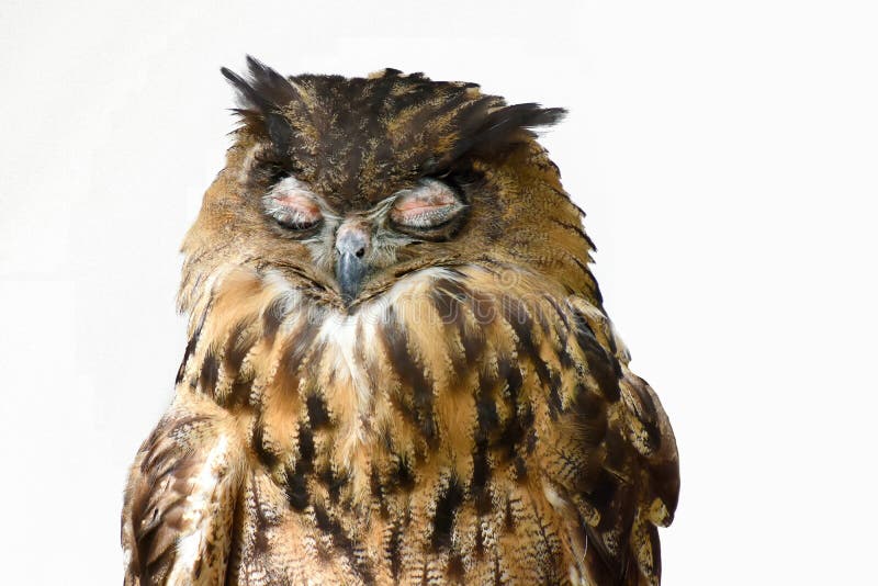 Portrait of a sleeping eagle owl both eyes are closed. Portrait of a sleeping eagle owl both eyes are closed