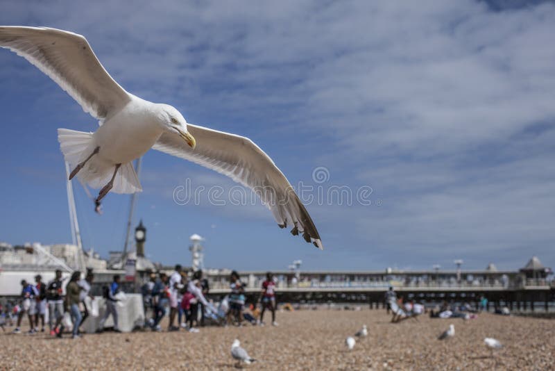 Μπράιτον, παραλία, seagulls στοκ φωτογραφία με δικαίωμα ελεύθερης χρήσης Μπράιτον, παραλία, seagulls στοκ φωτογραφία με δικαίωμα ελεύθερης χρήσης