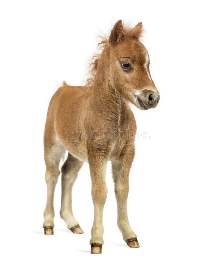 Μπροστινή άποψη ενός νέου poney, foal στο άσπρο κλίμα στοκ εικόνες με δικαίωμα ελεύθερης χρήσης Μπροστινή άποψη ενός νέου poney, foal στο άσπρο κλίμα στοκ εικόνες με δικαίωμα ελεύθερης χρήσης