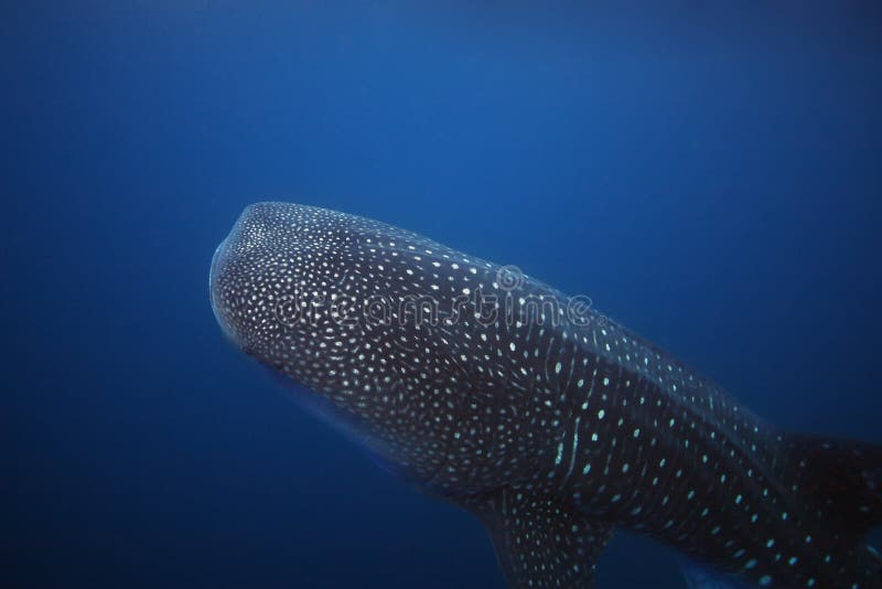μπροστινό μέρος κορμού μεγάλης φάλαινας rhincodon typus σε γαλάζιο θαλασσινό νερό στοκ εικόνες με δικαίωμα ελεύθερης χρήσης