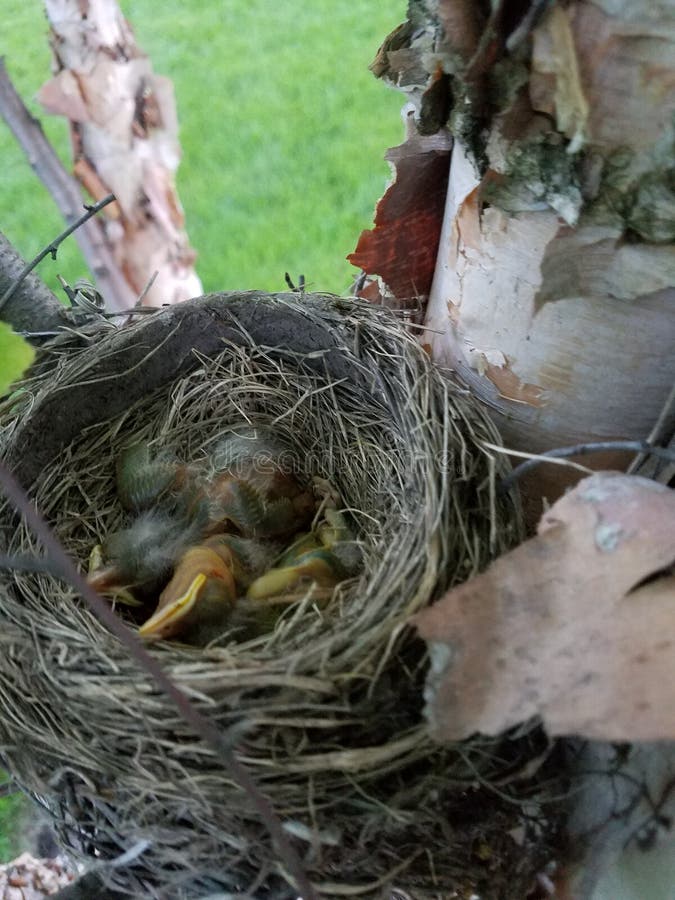 Μωρό robins στοκ εικόνα Μωρό robins στοκ εικόνα
