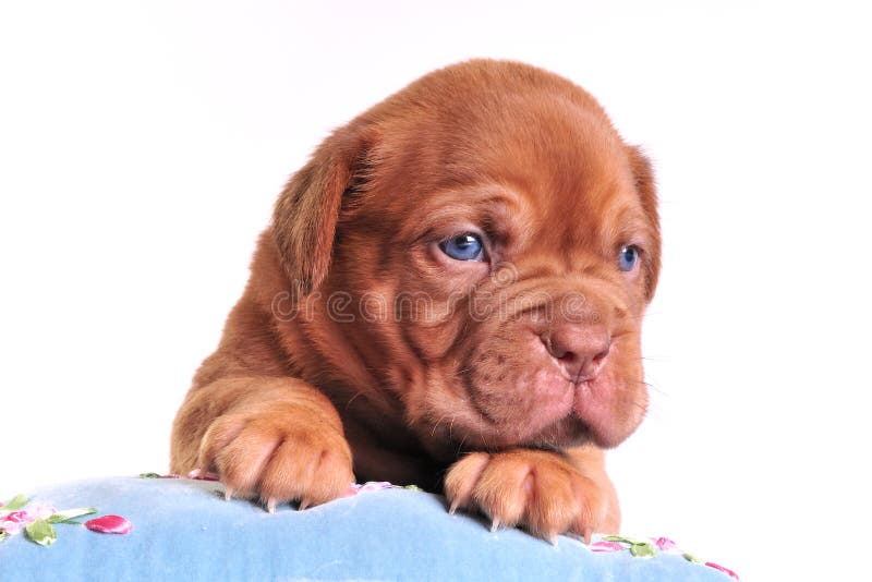 Baby Dog Climbing a Blue Pillow. Baby Dog Climbing a Blue Pillow