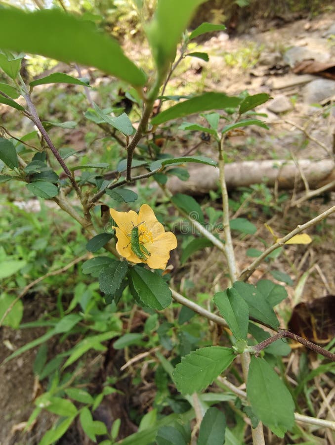 μωρό πράσινοι ακρίδες προσγειώνονται σε λουλούδια στοκ εικόνα με δικαίωμα ελεύθερης χρήσης
