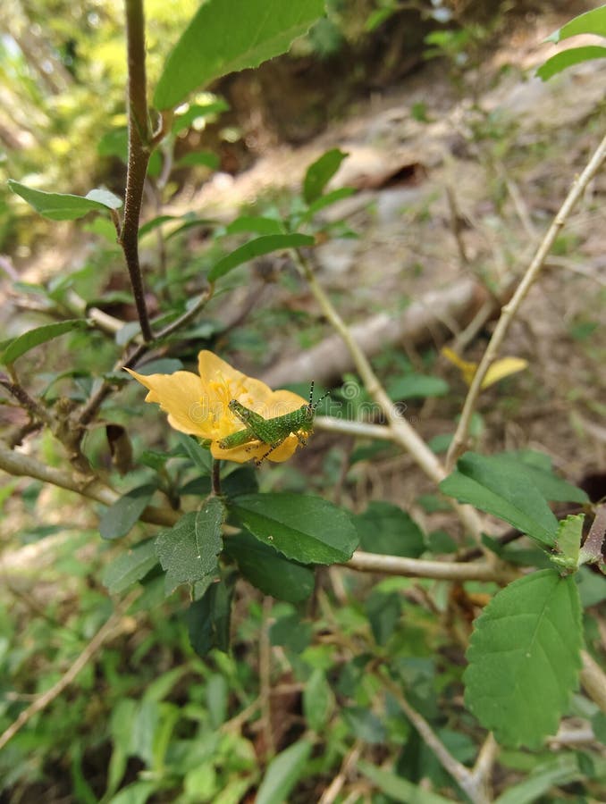 μωρό πράσινοι ακρίδες προσγειώνονται σε λουλούδια στοκ φωτογραφίες με δικαίωμα ελεύθερης χρήσης