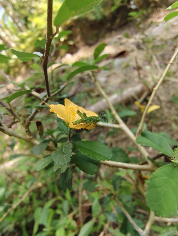 μωρό πράσινοι ακρίδες προσγειώνονται σε λουλούδια στοκ εικόνες με δικαίωμα ελεύθερης χρήσης