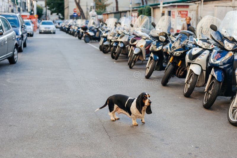 Μόνο λυπημένο σκυλί στην οδό πόλεων που χάνεται μεταξύ των αυτοκινήτων στοκ φωτογραφία με δικαίωμα ελεύθερης χρήσης Μόνο λυπημένο σκυλί στην οδό πόλεων που χάνεται μεταξύ των αυτοκινήτων στοκ φωτογραφία με δικαίωμα ελεύθερης χρήσης