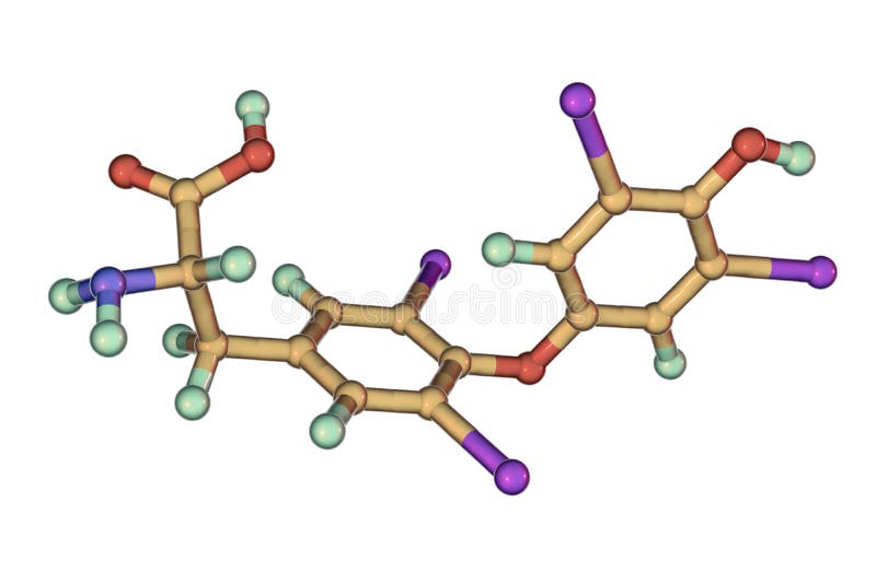 Μόριο thyroxine, μια ορμόνη θυροειδή ελεύθερη απεικόνιση δικαιώματος Μόριο thyroxine, μια ορμόνη θυροειδή ελεύθερη απεικόνιση δικαιώματος