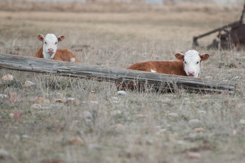 Μόσχοι Hereford στοκ εικόνα με δικαίωμα ελεύθερης χρήσης Μόσχοι Hereford στοκ εικόνα με δικαίωμα ελεύθερης χρήσης