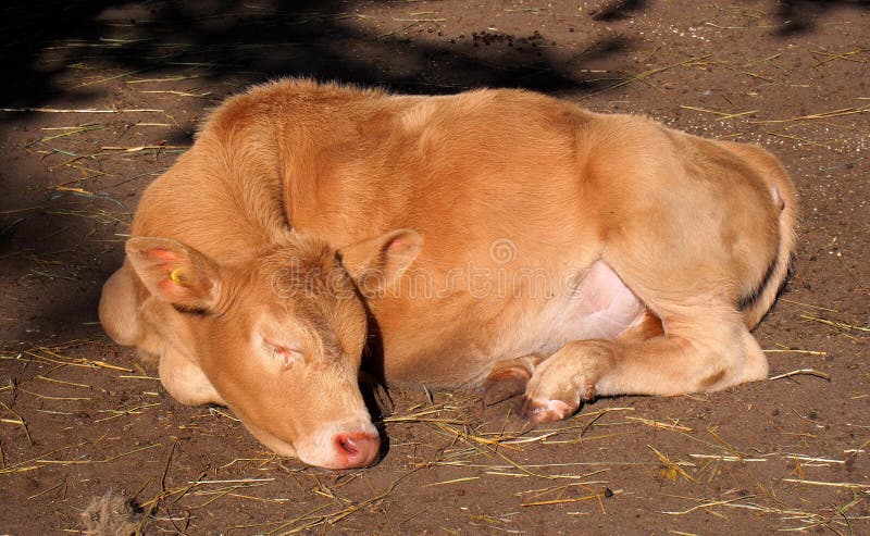 Μόσχος Basking ύπνου στον ήλιο Μόσχος Basking ύπνου στον ήλιο
