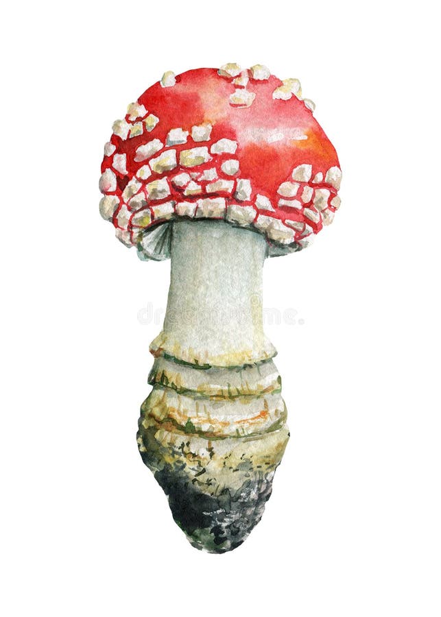 Μύγα αγαρική. Απεικόνιση μανιταριών Watercolor. Χρωματισμός χεριών με μύκητες στο λευκό φόντο στοκ εικόνα με δικαίωμα ελεύθερης χρήσης