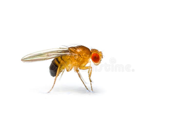 Single fruit fly (drosophila melanogaster) on white background. Single fruit fly (drosophila melanogaster) on white background