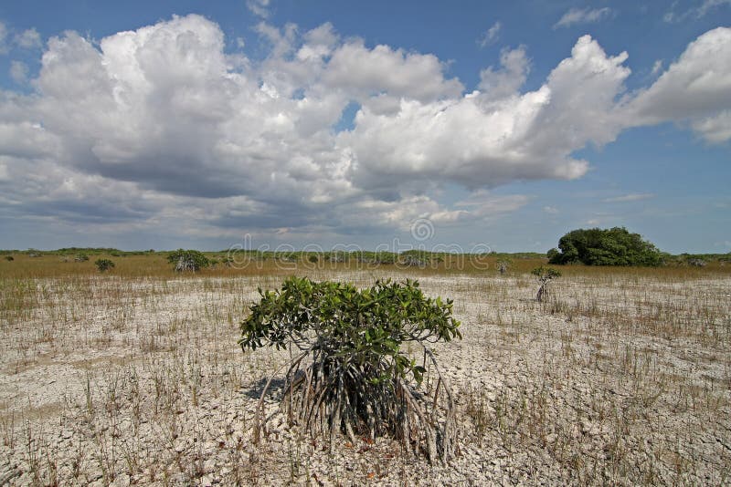 Νάνα δέντρα μαγγροβίων του εθνικού πάρκου Everglades στοκ εικόνα με δικαίωμα ελεύθερης χρήσης Νάνα δέντρα μαγγροβίων του εθνικού πάρκου Everglades στοκ εικόνα με δικαίωμα ελεύθερης χρήσης