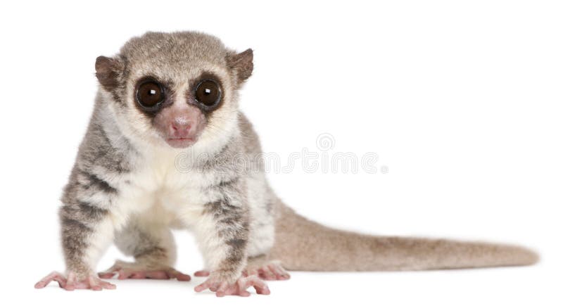 Fat-tailed Dwarf Lemur, Cheirogaleus medius, 11 years old, in front of white background. Fat-tailed Dwarf Lemur, Cheirogaleus medius, 11 years old, in front of white background