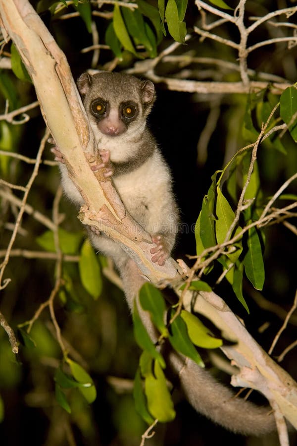 Wild Fat Tailed Dwarf Lemur in Madagascar. Wild Fat Tailed Dwarf Lemur in Madagascar