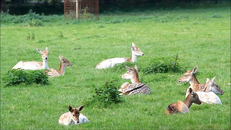 Νέα deers αγραναπαύσεων