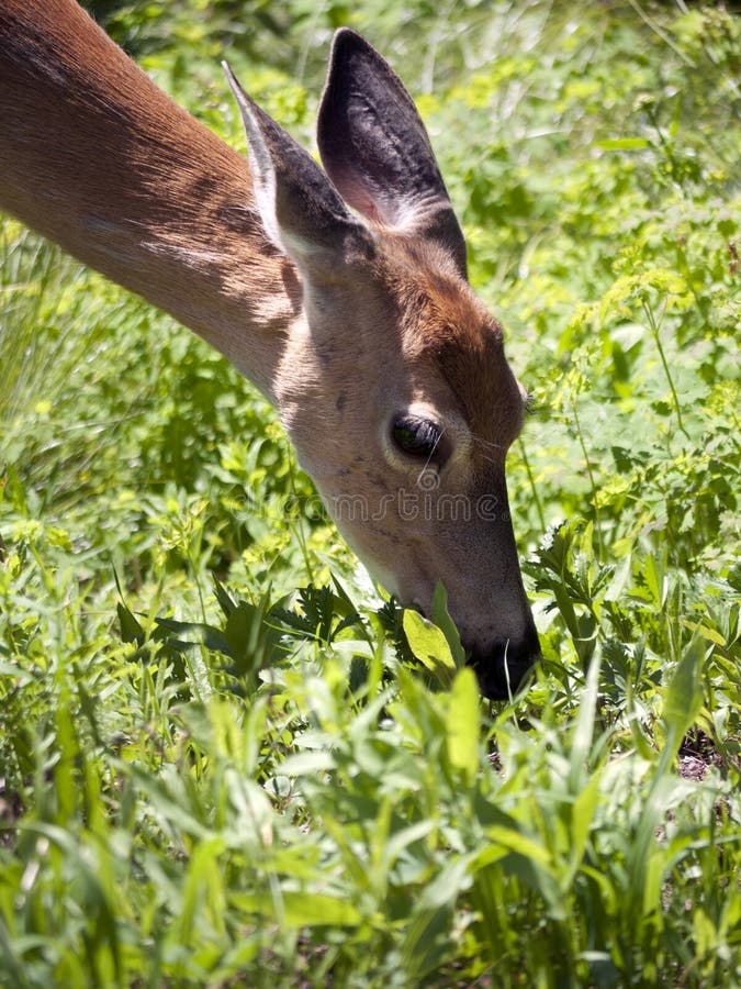Νέα βοσκή ελάφων Whitetail στοκ φωτογραφίες με δικαίωμα ελεύθερης χρήσης Νέα βοσκή ελάφων Whitetail στοκ φωτογραφίες με δικαίωμα ελεύθερης χρήσης