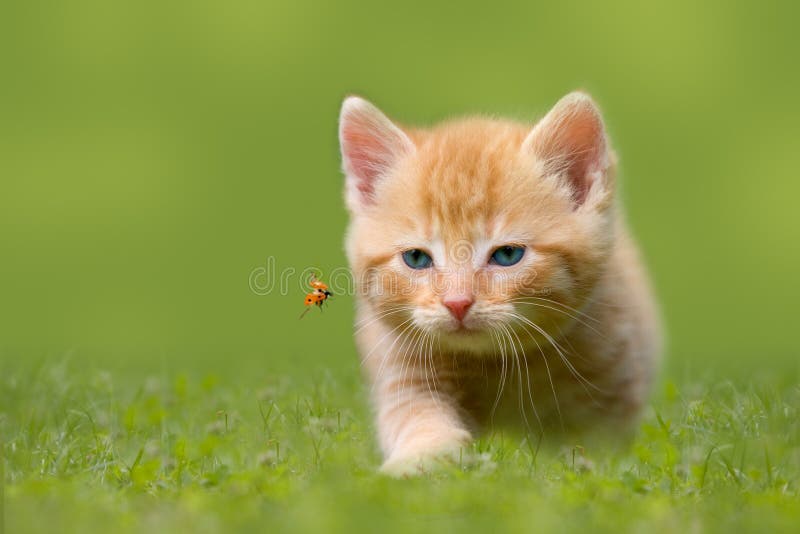 Νέα γάτα με το ladybug σε έναν πράσινο τομέα