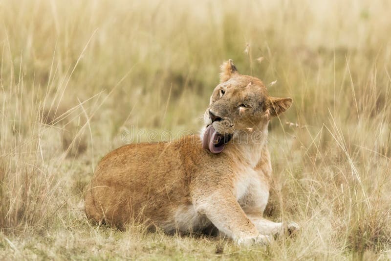 Νέα ενήλικη λιονταρίνα στο Masai Mara στοκ φωτογραφία με δικαίωμα ελεύθερης χρήσης Νέα ενήλικη λιονταρίνα στο Masai Mara στοκ φωτογραφία με δικαίωμα ελεύθερης χρήσης