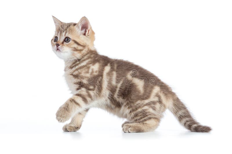 Νέα πλάγια όψη γατακιών Το τιγρέ γατάκι που απομονώνεται περπατώντας