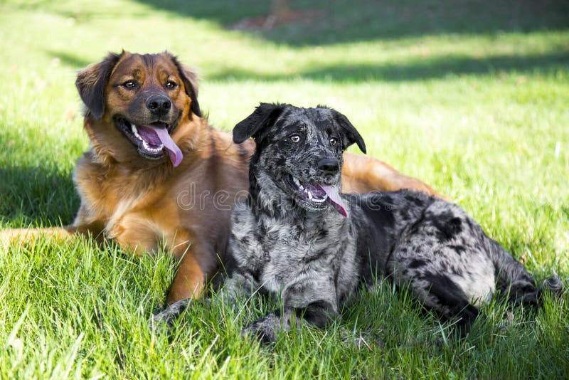 My two rescue dogs posed together after running around and playing on a hot summer day. My two rescue dogs posed together after running around and playing on a hot summer day.