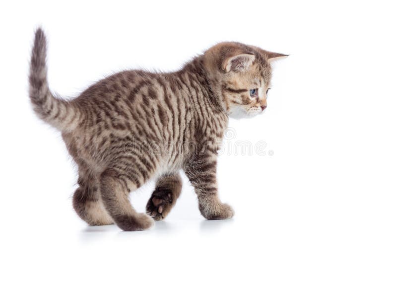 Νέα τιγρέ πλάγια όψη γατών Περπατώντας το γατάκι που απομονώνεται στο λευκό
