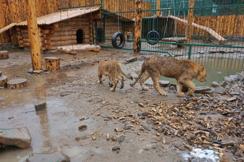 Νέες εύθυμες λιονταρίνες στο ζωολογικό κήπο στοκ φωτογραφίες με δικαίωμα ελεύθερης χρήσης