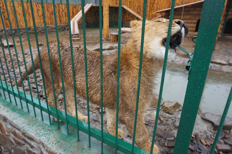 Νέες εύθυμες λιονταρίνες στο ζωολογικό κήπο στοκ εικόνα με δικαίωμα ελεύθερης χρήσης