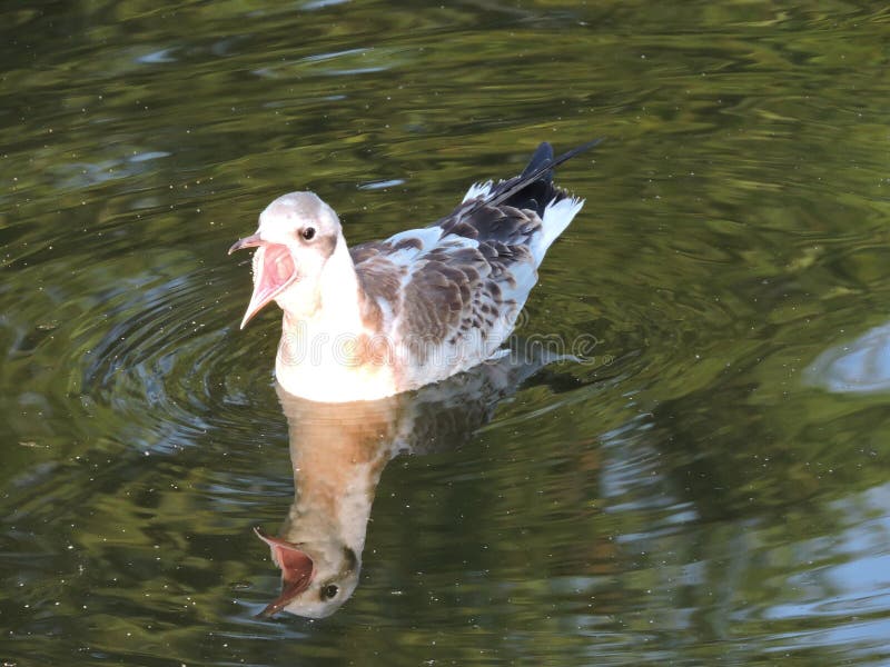 Νέο seagull πουλί στοκ εικόνα με δικαίωμα ελεύθερης χρήσης Νέο seagull πουλί στοκ εικόνα με δικαίωμα ελεύθερης χρήσης