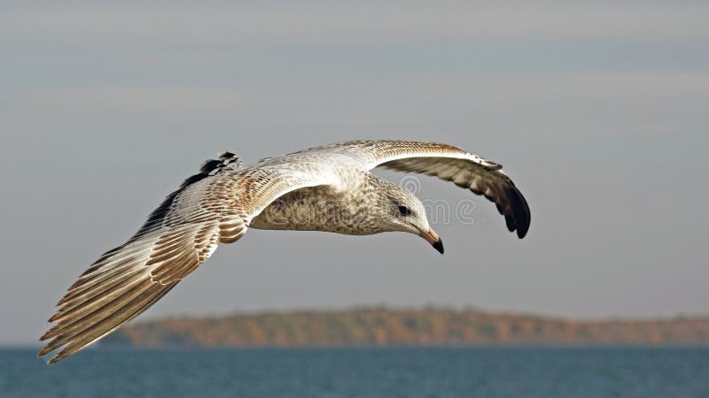 Νέο Seagull που πετά πέρα από το νερό που ψάχνει τα τρόφιμα στοκ εικόνα με δικαίωμα ελεύθερης χρήσης Νέο Seagull που πετά πέρα από το νερό που ψάχνει τα τρόφιμα στοκ εικόνα με δικαίωμα ελεύθερης χρήσης