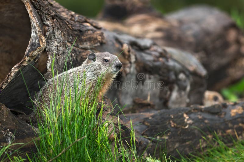 Νέο Woodchuck Marmota monax κοιτάζει δεξιά στοκ φωτογραφίες με δικαίωμα ελεύθερης χρήσης Νέο Woodchuck Marmota monax κοιτάζει δεξιά στοκ φωτογραφίες με δικαίωμα ελεύθερης χρήσης